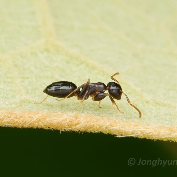 Colobopsis nipponica