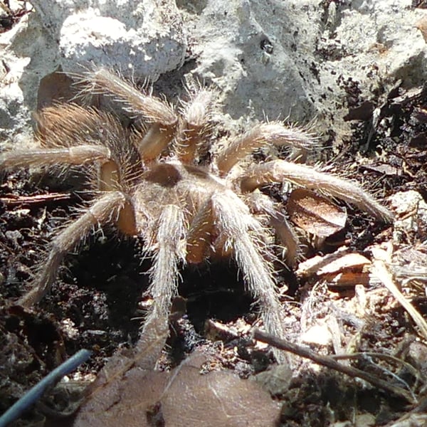 Phormictopus auratus