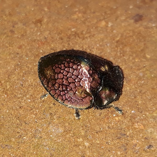 Stolas areolata
