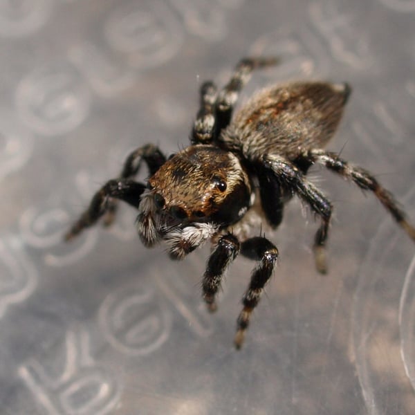 Maratus griseus