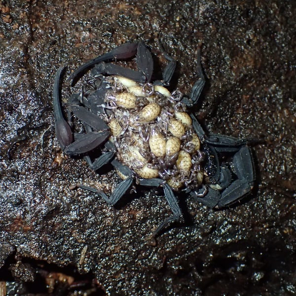 Tityus obscurus