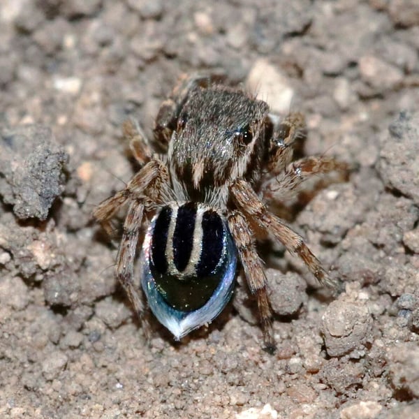 Maratus fimbriatus