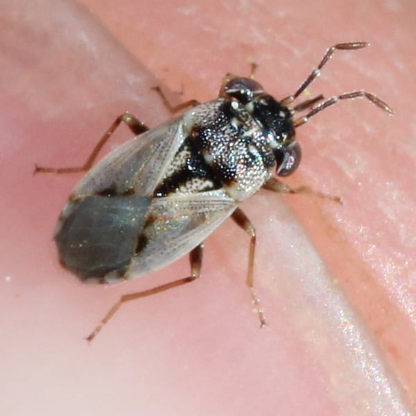 Geocoris pallens