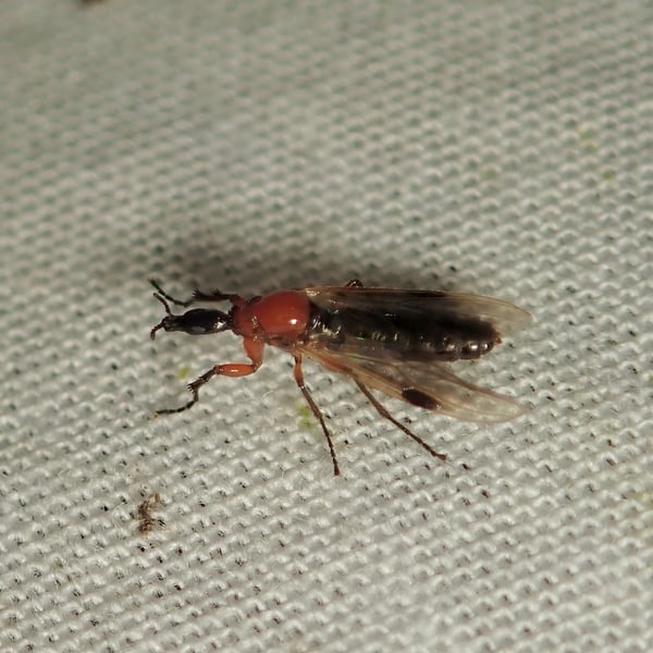 Dilophus stigmaterus