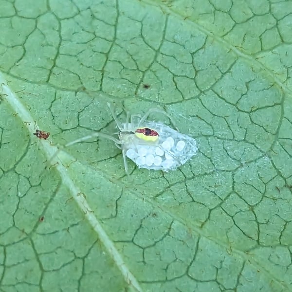 Theridion californicum
