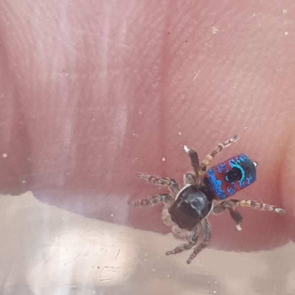 Maratus hortorum