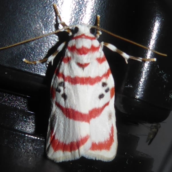 Cyana obliquilineata