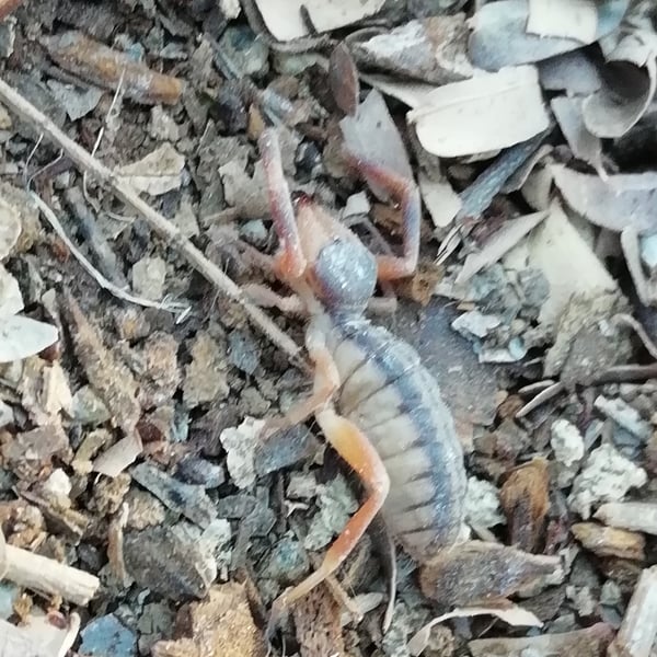 Ammotrechula