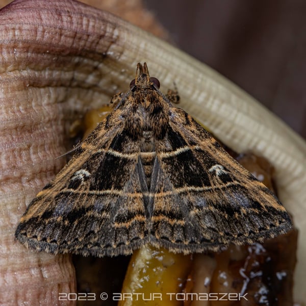 Bertula delosticha