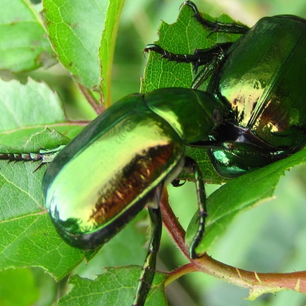 Mimela splendens