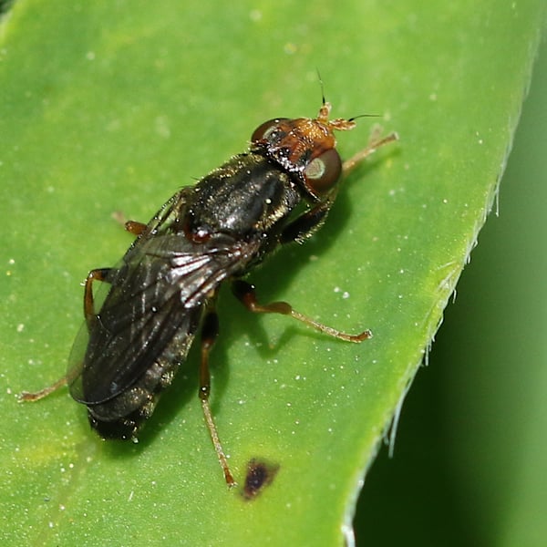 Chyliza leguminicola