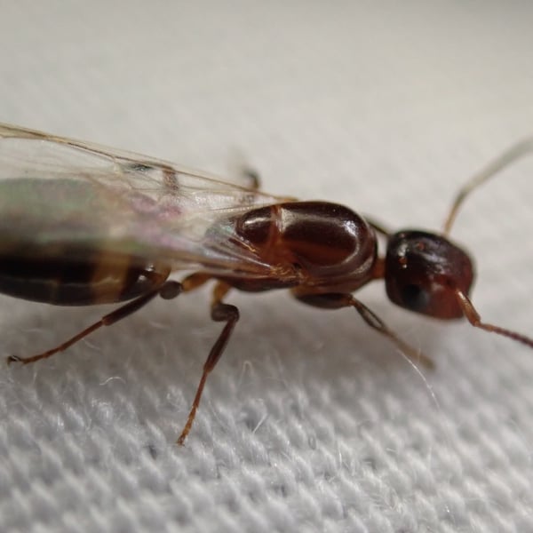 Colobopsis obliqua