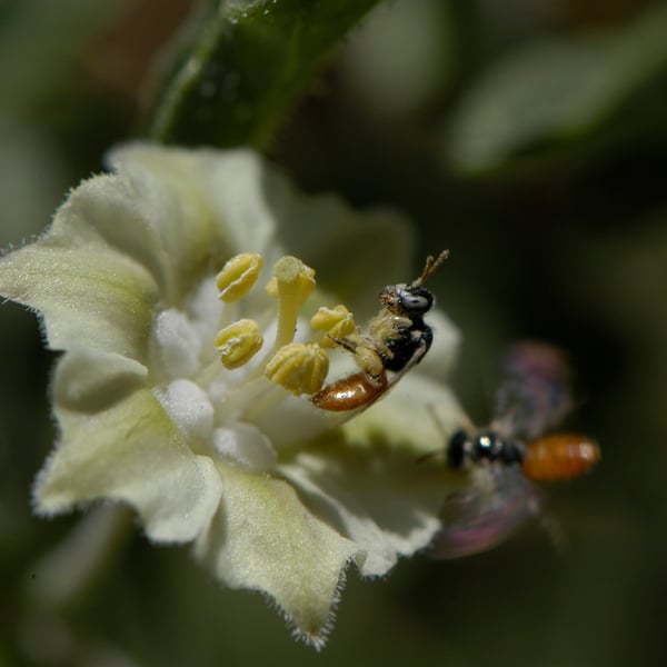 Perdita chamaesarachae