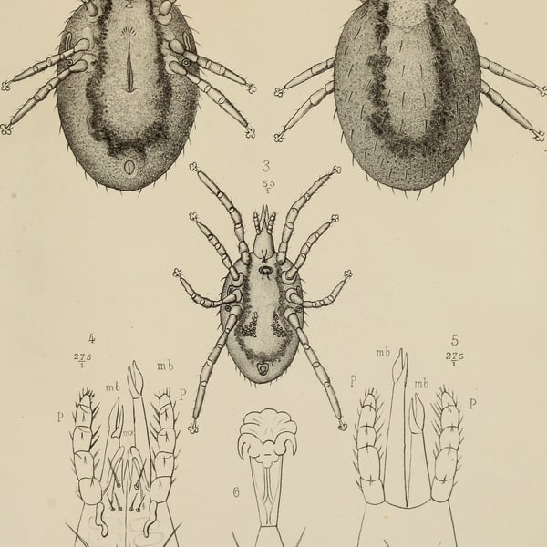 Ophionyssus natricis