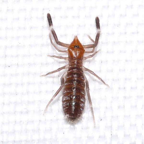 Ammotrecha