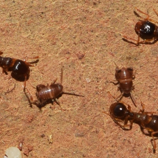 Myrmecophilus ochraceus