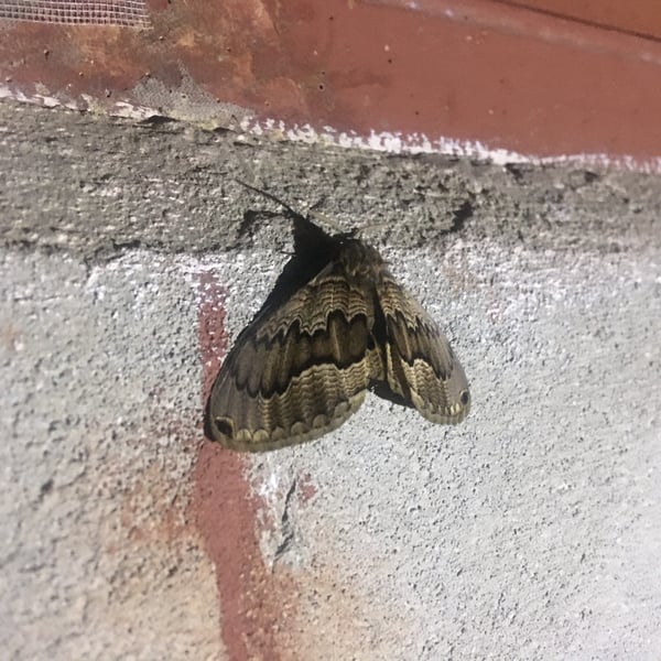 Brahmaea ledereri