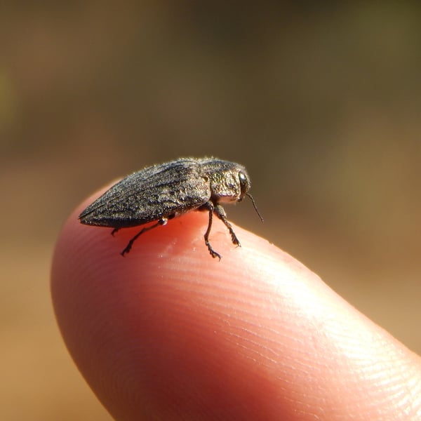 Chrysobothris bothrideres