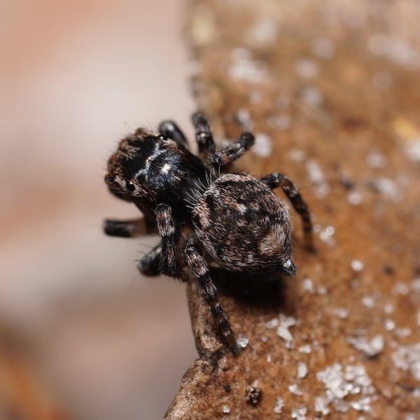 Maratus trigonus