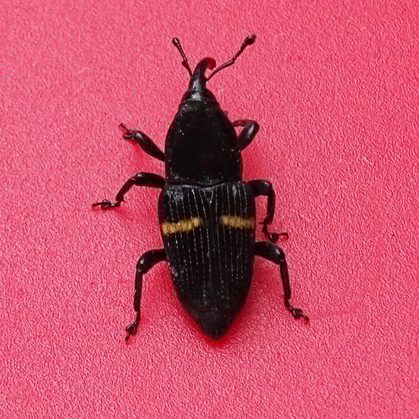 Metamasius callizona