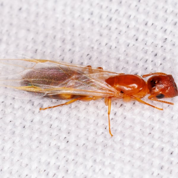 Colobopsis etiolata