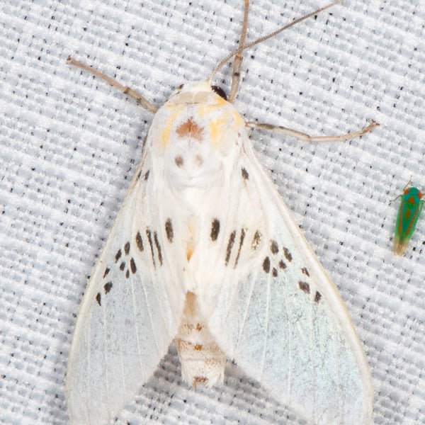 Idalus fasciipuncta