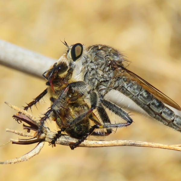 Machimus fimbriatus