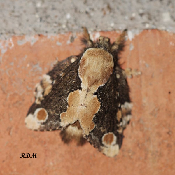 Euglyphis thyatira