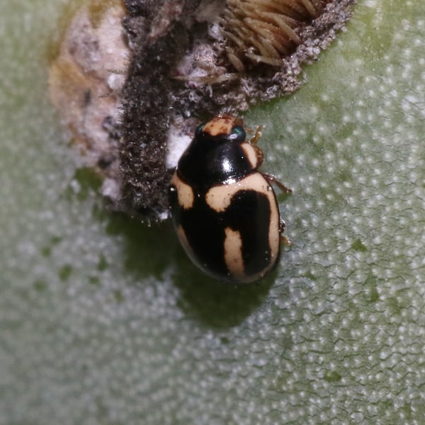 Hyperaspis trifurcata