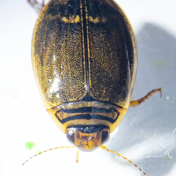 Acilius semisulcatus