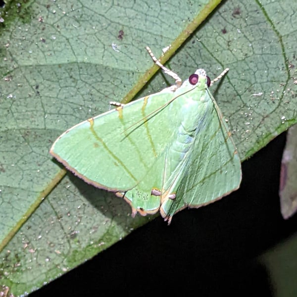 Eulepidotis chloris