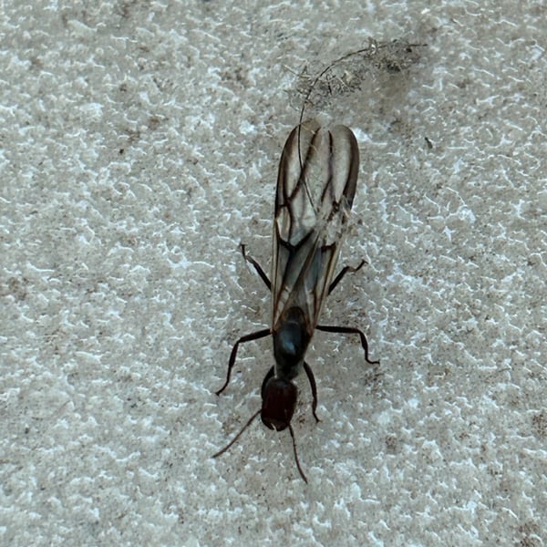 Colobopsis leonardi