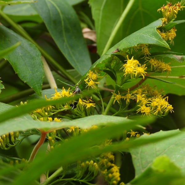 Carmenta phoradendri