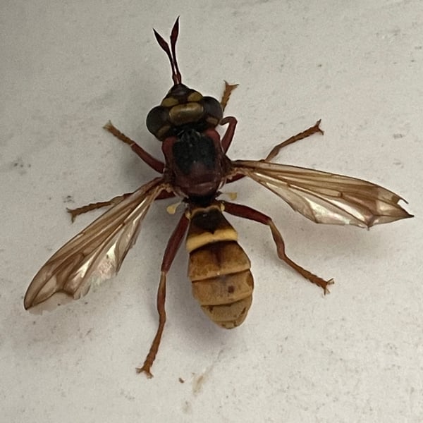 Conops vesicularis