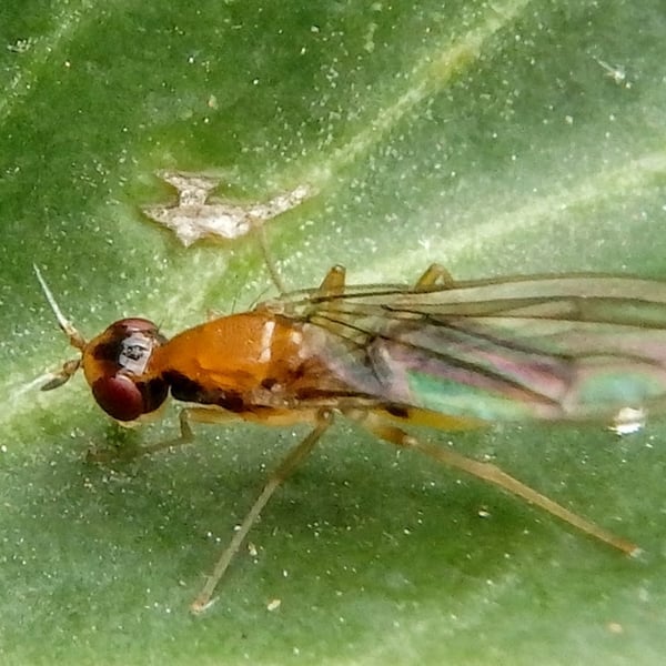 Chamaepsila longipennis