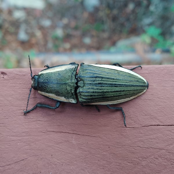 Chalcolepidius lafargi