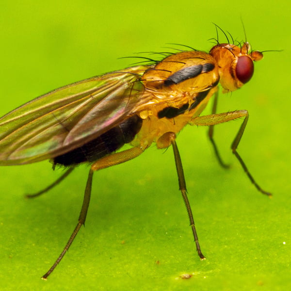 Apiochaeta