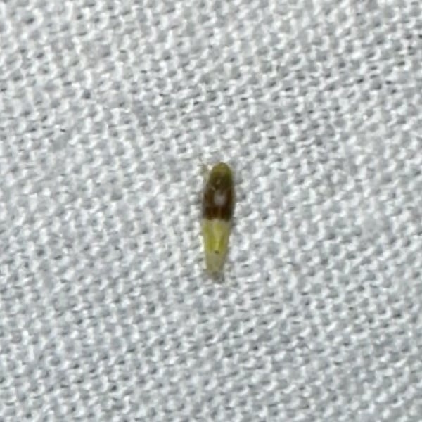 Eratoneura basilaris
