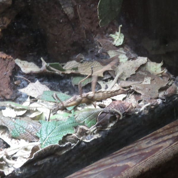 Aretaon asperrimus