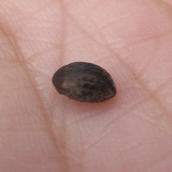 Insects Id: Common Pill-beetle (Byrrhus pilula)