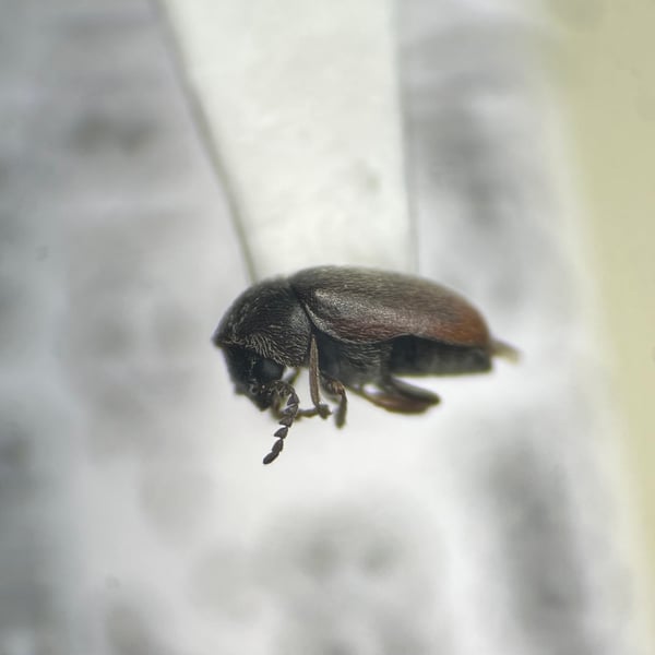Lasioderma haemorrhoidale