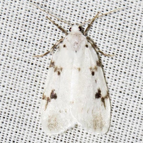 Cyana rhodostriata