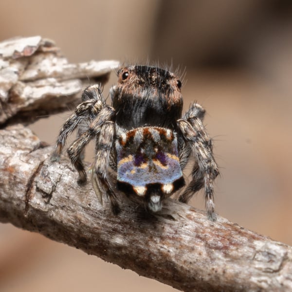 Maratus lobatus