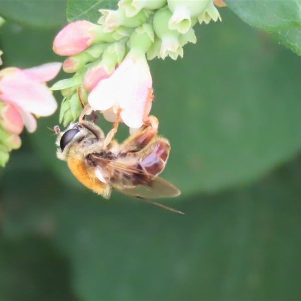 Mallota illinoensis