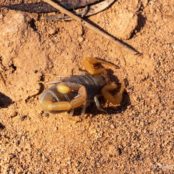 Uroplectes tumidimanus