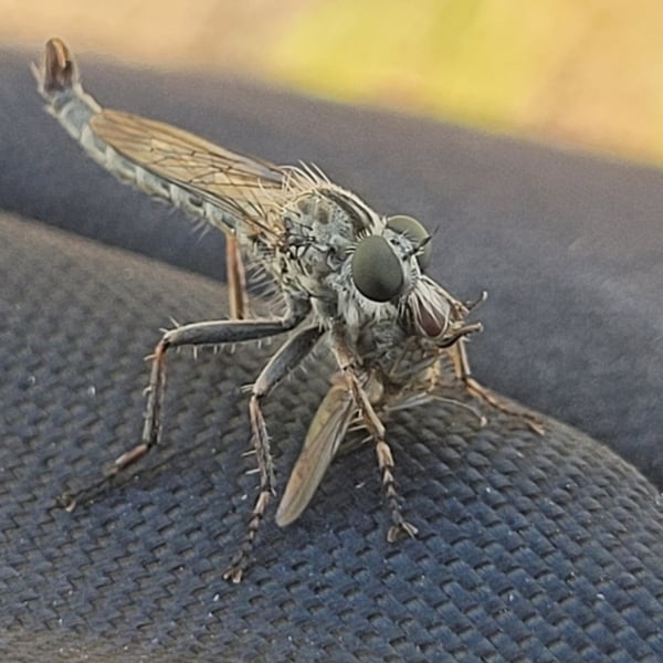 Machimus erythocnemius