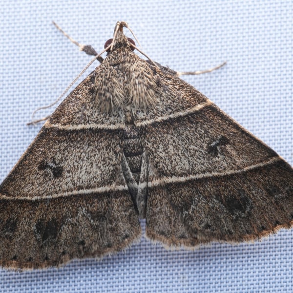 Bertula parallela