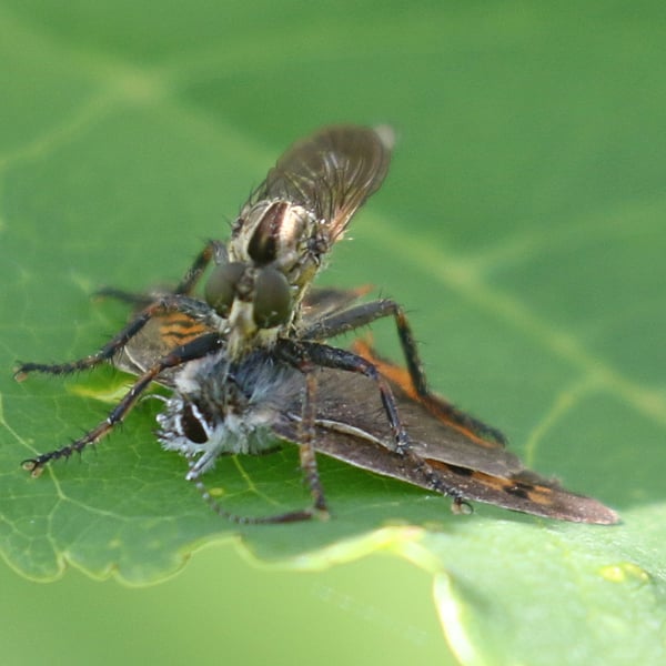 Machimus paropus