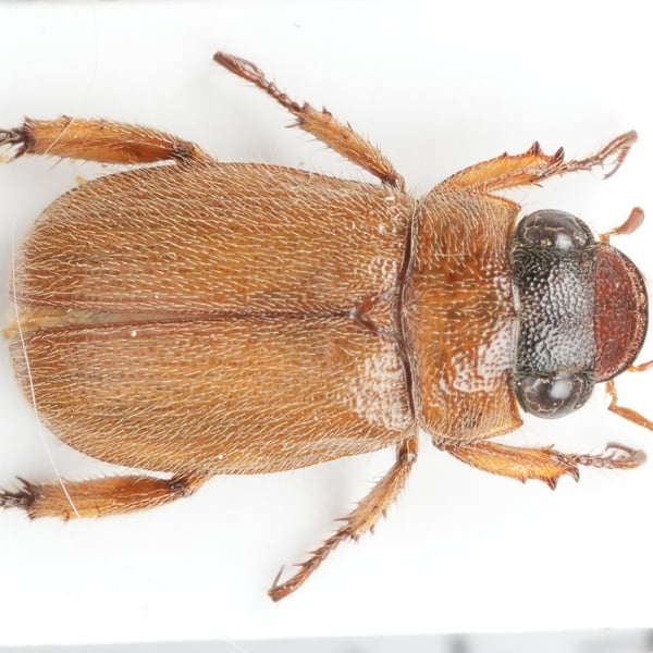 Adoretus hirsutus