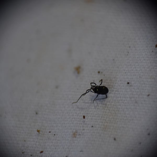 Carinostoma elegans